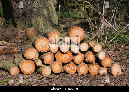 Common Ash (Fraxinus excelsior). Freshly cut, chainsawn logs. Stock Photo