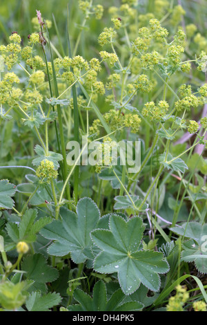 Lady's Mantle, Alchemilla vulgaris Stock Photo