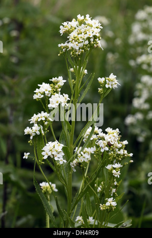 Horseradish, Armoracia rusticana Stock Photo