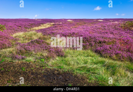 Heather in bloom over the rugged North York Moors National Park near Goathland, Yorkshire, UK. Stock Photo