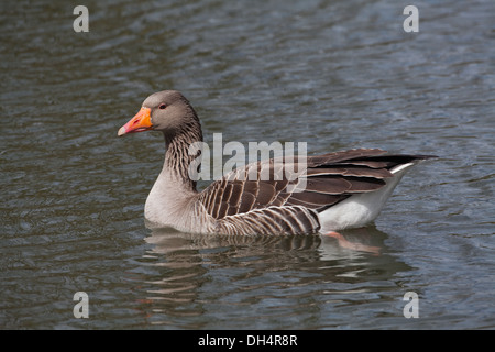 Western Greylag Goose (Anser anser). Single adult on water. Profile. Norfolk Broads. East Anglia. ENGLAND. UK. Stock Photo