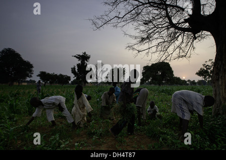 Nitrogen fixing Faidherbia albida tree in Kano, Nigeria Stock Photo