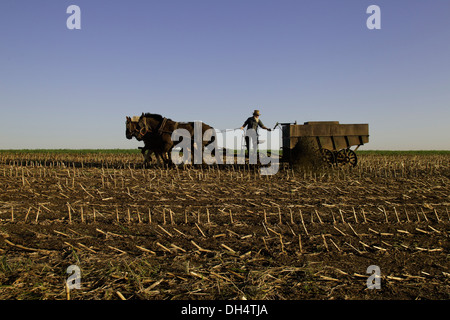 Amish farmer of Paradise, PA spreads liquid manure from his pond on his dairy farm. Stock Photo