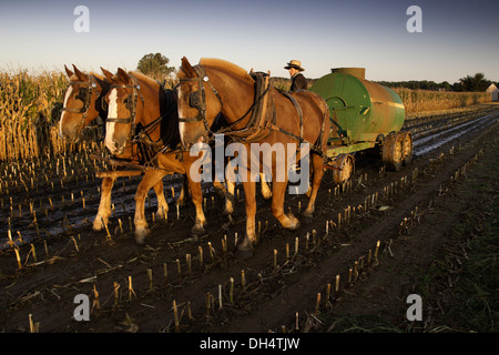 Amish farmer spreading liquid manure from his cows on a corn field that was recently harvested on his farm in Oxford, PA. Stock Photo