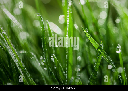 Many blades of grass covered in dew drops