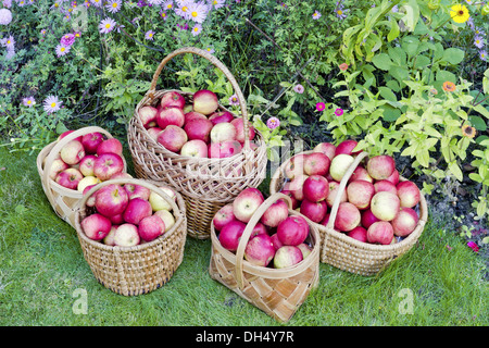 yellow sweet apples in baskets Stock Photo