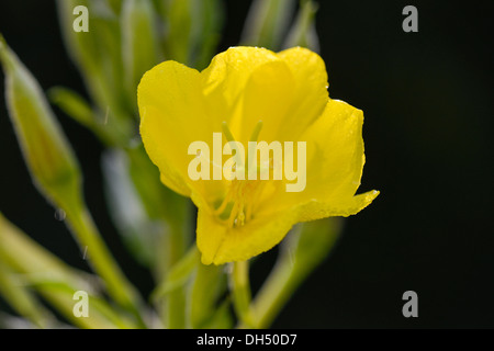 Common Evening Primrose or Evening Star (Oenothera biennis) Stock Photo
