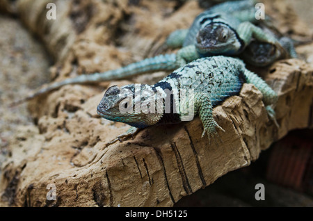 Blue Spiny Lizard (Sceloporus serrifer cyanogenys), Zoologischer Garten Berlin zoo, Berlin Stock Photo