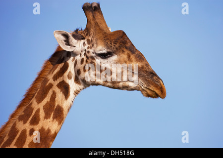Giraffe (Giraffa camelopardalis), portrait, Serengeti, Tanzania Stock Photo