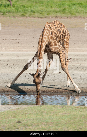 Giraffe (Giraffa camelopardalis) bending down while drinking, Serengeti, Tanzania Stock Photo