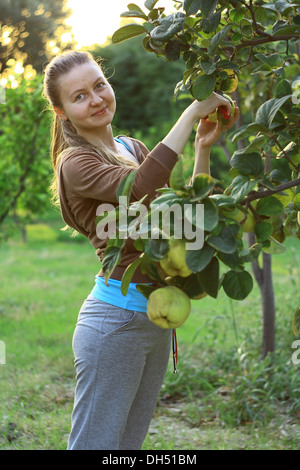 picking quinces from tree at harvest time Stock Photo