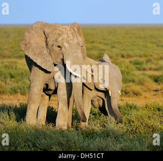 African Bush Elephants (Loxodonta africana), cow with calf in the morning light, Serengeti, Tanzania Stock Photo