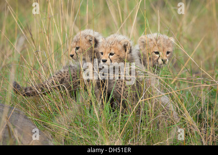 Cheetahs (Acinonyx jubatus), cubs, several weeks, Massai Mara, Serengeti, Rift Valley province, Kenya
