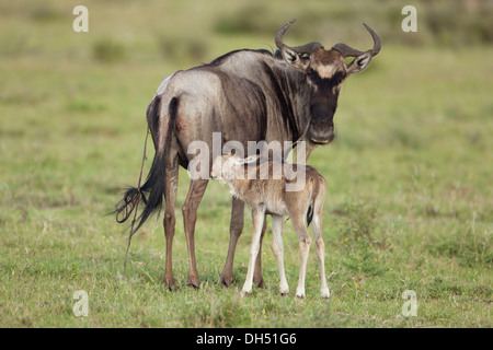 Blue Wildebeest (Connochaetes taurinus) suckling newborn calf, Serengeti, Tanzania Stock Photo