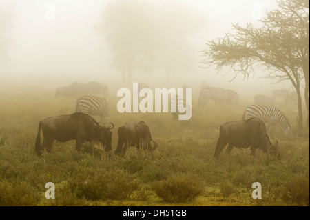 Blue Wildebeest (Connochaetes taurinus) in the morning mist, Serengeti, Tanzania Stock Photo
