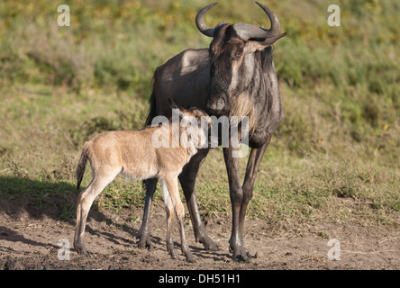 Blue Wildebeest (Connochaetes taurinus) with newborn calf, Serengeti, Tanzania Stock Photo