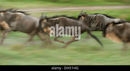 Running herd of Blue Wildebeest (Connochaetes taurinus), Serengeti, Tanzania Stock Photo