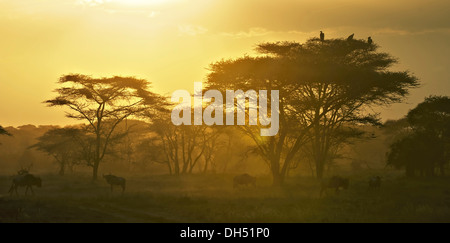 Migrating herd of Blue Wildebeest (Connochaetes taurinus) in the evening haze, Serengeti, Tanzania Stock Photo