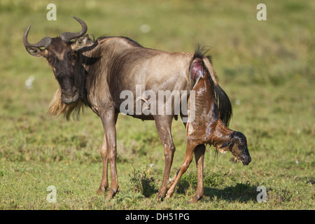 Birth of a Blue Wildebeest (Connochaetes taurinus), Serengeti, Tanzania Stock Photo