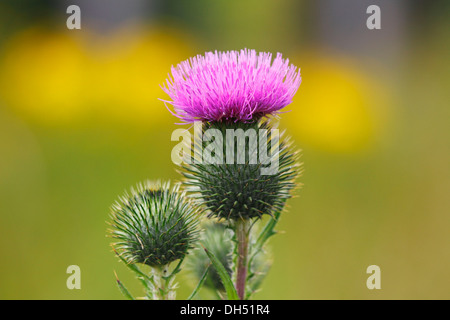 Flowering Spear Thistle (Cirsium vulgare, Cirsium lanceolatum) Stock Photo