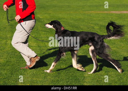 Woman running with a male Saluki, Royal Dog of Egypt or Persian Greyhound (Canis lupus familiaris) on a race course Stock Photo