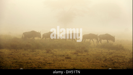 Blue Wildebeest (Connochaetes taurinus) in the morning mist, Serengeti, Tanzania Stock Photo
