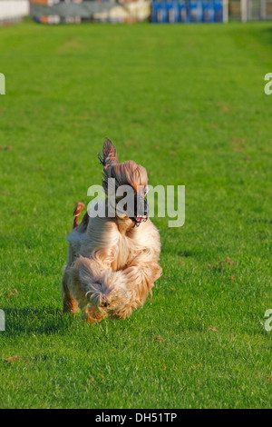 Afghan Hound dog (Canis lupus familiaris), male, running on a race course, sighthound breed Stock Photo