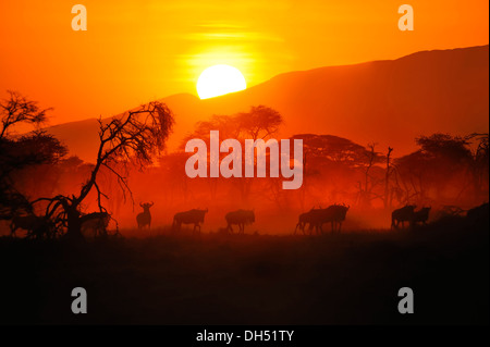 Migrating herd of Blue Wildebeest (Connochaetes taurinus) at sunrise, Serengeti, Tanzania Stock Photo