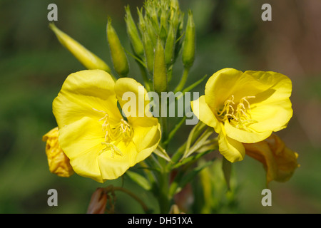 Flowering Common Evening Primrose or Evening Star (Oenothera biennis) Stock Photo