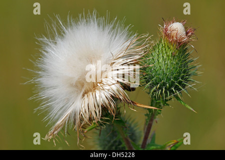 Seedhead of the Spear Thistle (Cirsium vulgare, Cirsium lanceolatum) Stock Photo