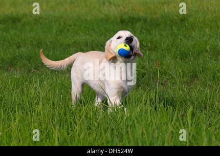 Golden Retriever (Canis lupus familiaris) puppy, three months, playing with a ball on a meadow Stock Photo