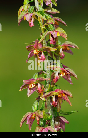 Flowering Broad-leaved Helleborine (Epipactis helleborine), a rare, protected orchid, Schleswig-Holstein Stock Photo