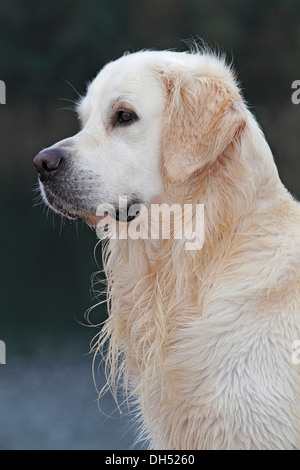 Golden Retriever (Canis lupus familiaris), male with wet fur, portrait Stock Photo