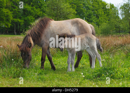 Foal and mare, Iceland horses Stock Photo