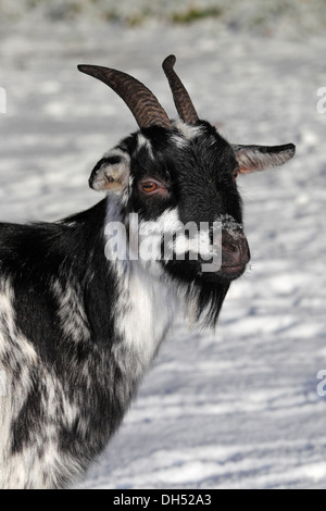 West African dwarf goat (Capra hircus) in the snow, Lower Saxony, Germany Stock Photo