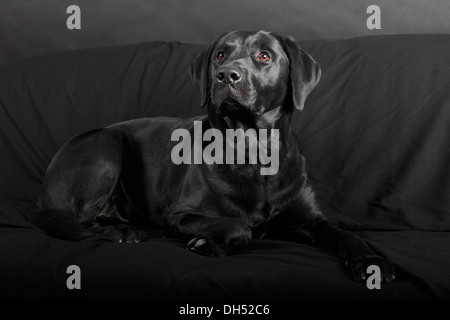 Black Labrador Retriever, male, lying on a black sofa, Germany Stock Photo