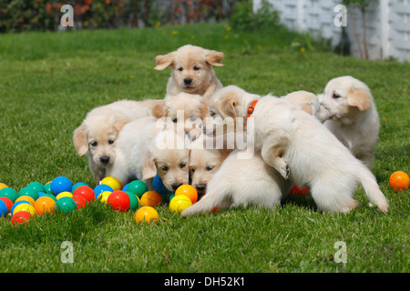 Golden Retriever puppies playing with balls on meadow, Germany Stock Photo