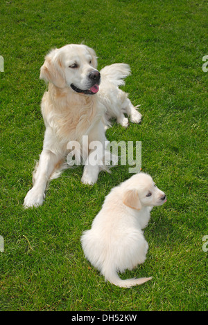 Golden Retriever, male dog and puppy on a meadow, Germany Stock Photo