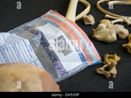 Human and animal remains laboratory exhibits with a Police Evidence Bag at the Forensic Institute of Cranfield University, Shriv Stock Photo