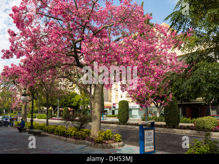 SILK FLOSS [CEIBA SPECIOSA ] FLOWERING TREE WITH SPECTACULAR PINK FLOWERS AND NO LEAVES ALONG THE MAIN ROAD MARBELLA SPAIN Stock Photo