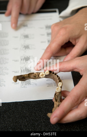 Students learn about bone identification including how to identify the origin of a skull from the jaw remains during a Forensic Stock Photo