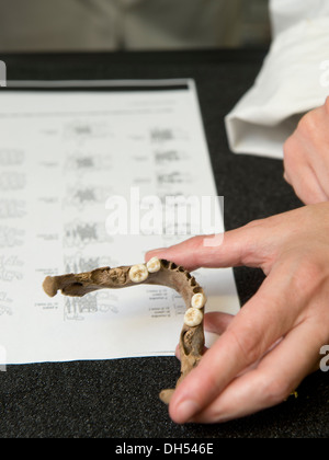 Students learn about bone identification including how to identify the origin of a skull from the jaw remains during a Forensic Stock Photo