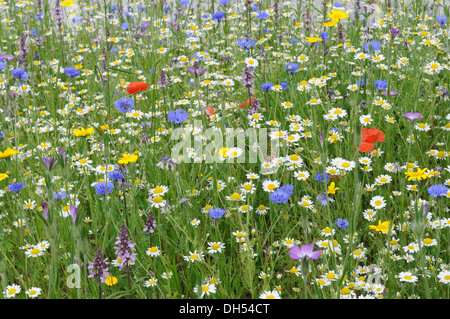 Colourful wild flowers in a planted Wild Flower meadow Glamorgan Wales Cymru UK GB Stock Photo