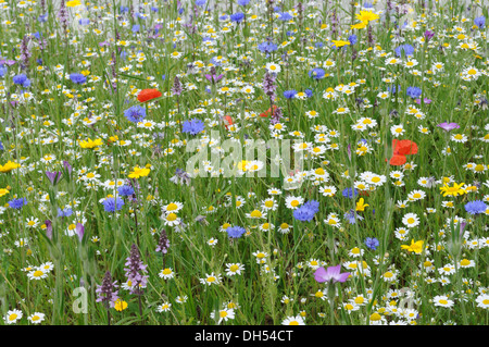 Colourful wild flowers in a planted Wild Flower meadow Glamorgan Wales ...