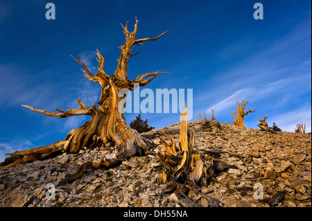 Bristlecone pines in the Patriarch Grove, White Mountains, California Stock Photo