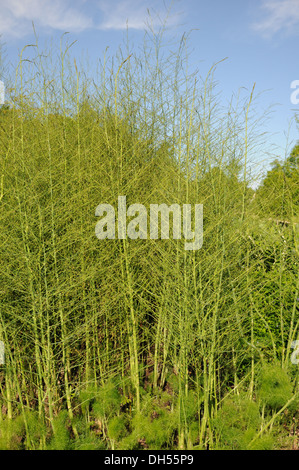 Asparagus Stock Photo