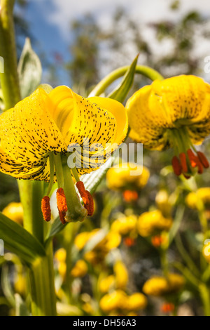 Pyrenean Lily (Lillium pyrenaicum) in Scotland. Stock Photo