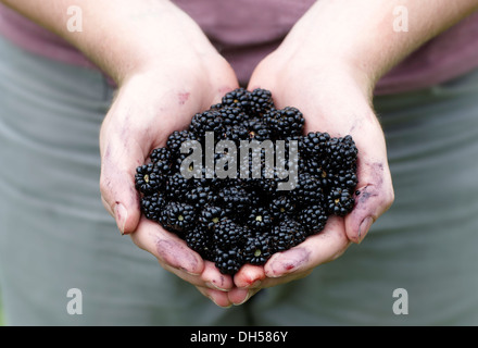 Blackberries, freshly picked UK Stock Photo