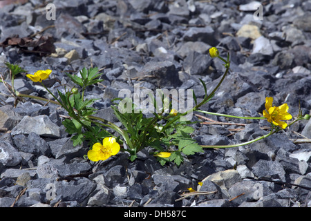 Creeping buttercup, Ranunculus repens Stock Photo