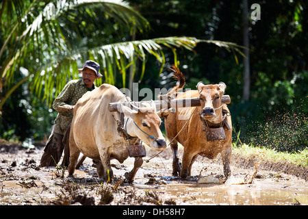 Indonesian farmer plowing a rice field with oxen, Terara, Lombok island, Nusa Tenggara Barat Province, Indonesia Stock Photo
